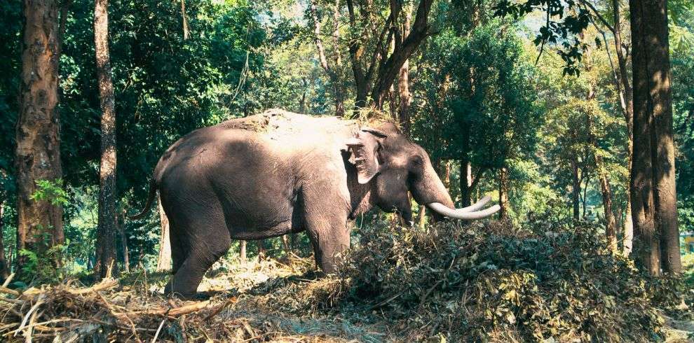 Wild elephant at Royal Manas National Park in Bhutan