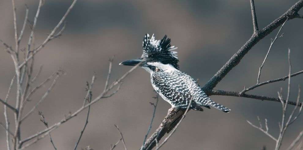 Birding in Royal Manas National Park in Bhutan