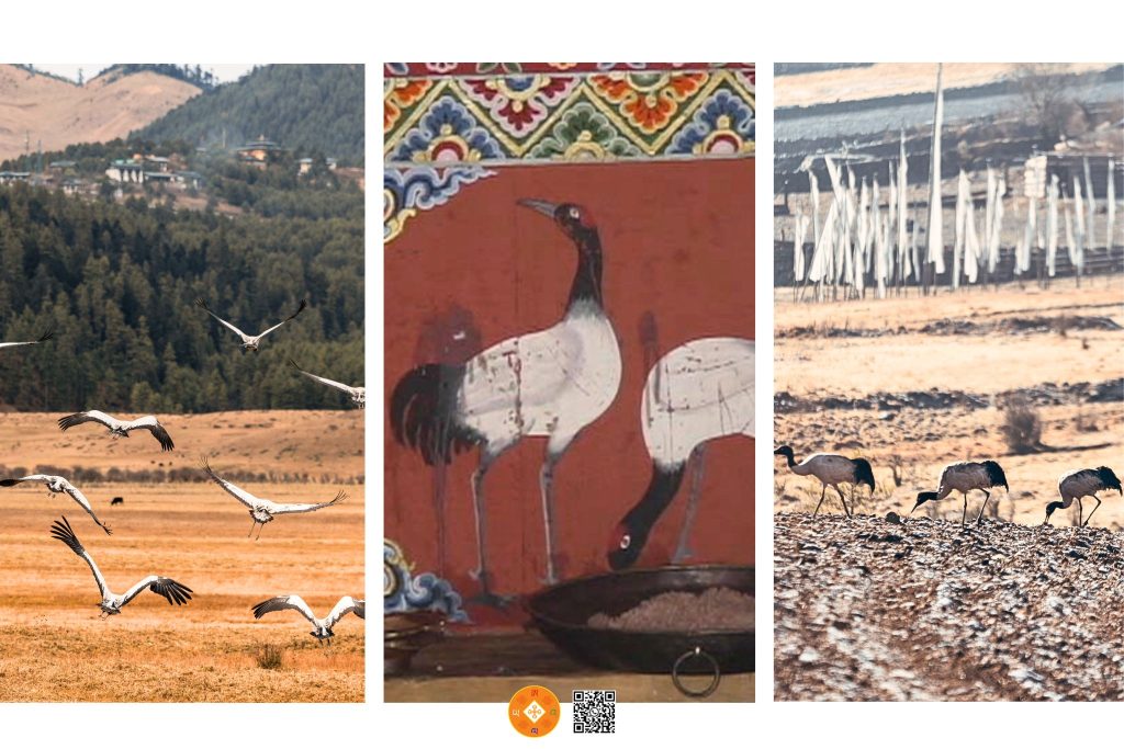 A L Λ Y Λ @Traveling | top attractions wangdue phobjikha Black Necked crane information Centre 2 | Discover Bhutan. Rediscover Yourself. Top Attractions in Phobjikha Valley Bhutan – Black-necked Crane Information Centre