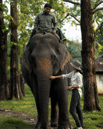 Manas Jungle Safari